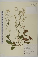 柔毛艾納香藏品圖，第1張