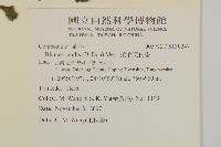 柔毛艾納香藏品圖，第2張