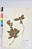 金毛杜鵑藏品圖，第1張