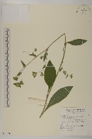 地膽草、毛蓮菜藏品圖，第1張