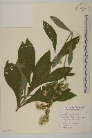 裡白艾納香藏品圖，第1張