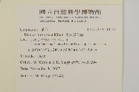 裡白艾納香藏品圖，第2張