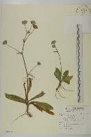 燈豎朽藏品圖，第1張