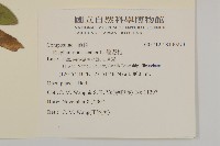 燈豎朽藏品圖，第2張