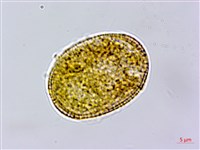 仙草藏品圖，第2張