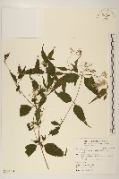 田代氏澤蘭藏品圖，第1張