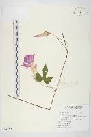 銳葉牽牛藏品圖，第1張