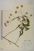 大頭艾納香藏品圖，第1張