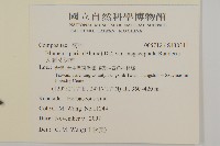 大頭艾納香藏品圖，第2張