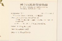 小花蔓澤蘭藏品圖，第2張