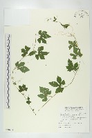 小苦瓜藏品圖，第1張