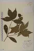 草珊瑚、紅果金粟蘭藏品圖，第1張