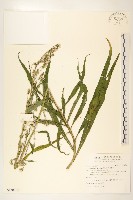 鵝仔草藏品圖，第1張