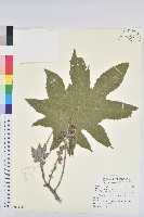 蓖麻藏品圖，第1張