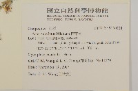 掃帚菊藏品圖，第2張