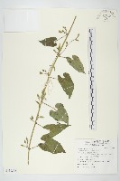 白花牽牛藏品圖，第1張