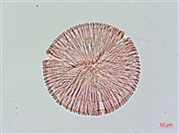 大花曼陀羅藏品圖，第1張