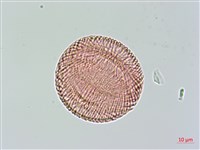 大花曼陀羅藏品圖，第2張