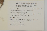 紫花霍香薊藏品圖，第2張