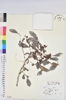 細葉饅頭果藏品圖，第1張