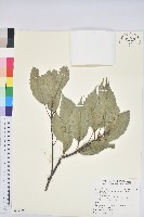 青剛櫟、鐵椆藏品圖，第1張