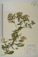 臺灣馬蘭藏品圖，第1張