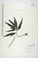 桃葉珊瑚藏品圖，第1張