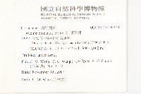 桃葉珊瑚藏品圖，第2張