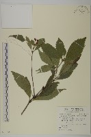 草珊瑚、紅果金粟蘭藏品圖，第1張