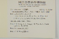 草珊瑚、紅果金粟蘭藏品圖，第2張