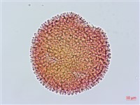 山牻牛兒苗藏品圖，第2張