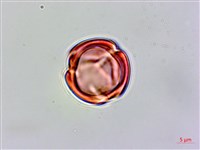 星宿菜藏品圖，第1張