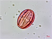 星宿菜藏品圖，第2張