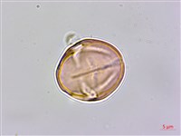 星宿菜藏品圖，第3張