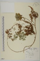 茵蔯蒿藏品圖，第1張