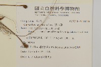 黃金珠藏品圖，第2張