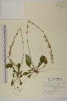 臺灣鬼督郵藏品圖，第1張