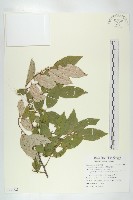 鄧氏胡頹子藏品圖，第1張