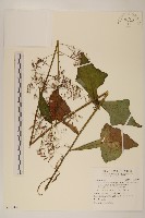 山苦藚、假福王草藏品圖，第1張