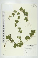 天花藏品圖，第1張