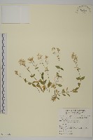 卷耳藏品圖，第1張