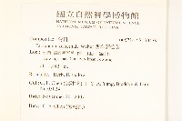 西洋蒲公英藏品圖，第2張