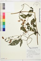 小木通藏品圖，第4張