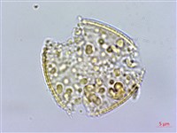 小木通藏品圖，第2張