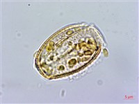 小木通藏品圖，第3張