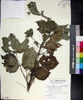 台灣牡丹藤、台灣草牡丹藏品圖，第1張