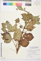 台灣牡丹藤、台灣草牡丹藏品圖，第2張