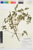 梨山小蓑衣藤藏品圖，第1張