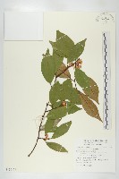 藤胡頹子藏品圖，第1張