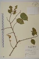 光果南蛇藤藏品圖，第1張